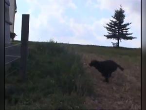 Bestialita senza riserve: donne scopate dai cani in Glory Quest MAD-76