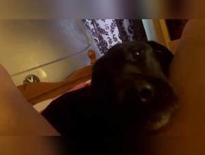 Dog sex videos: a woman and her dog in a hard scene