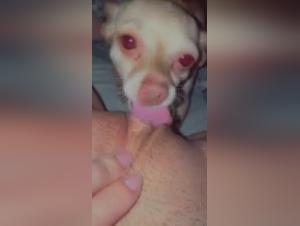 Bestiality sex video with a Chihuahua