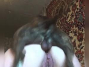 Video di cani: delizie salaci, estasi animale