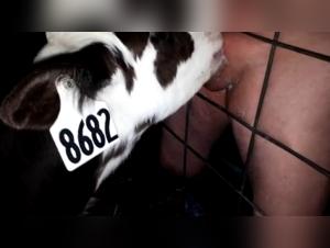 Entfesselte Schlampe - Doggy Domination (Teil 1)
