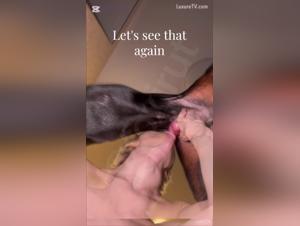 Exploration Des Sens : Deepthroat, Chien & Simulation en Réalité Augmentée