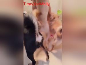 single woman, animal pleasure and unbridled experiments