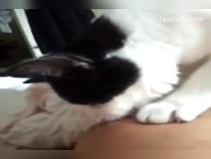 Explore the Limits of Zoophilia