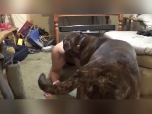 fap vid hd fucking dog