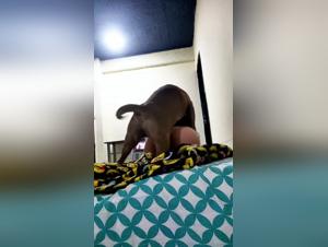 Cross Borders: Hardcore Animal XXX