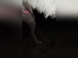 Entdecken Sie die Grenzen des Verlangens: Wenn der Hund Herr und die Frau Untertan wird.