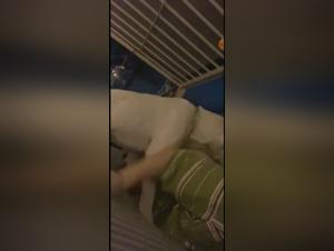 La scene de baise avec chien est intense et passionnante