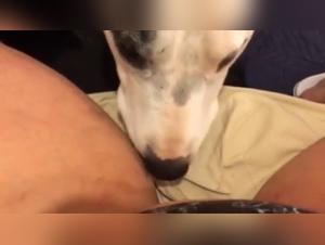 Discover the Ecstasy of Zoophilia