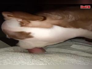 Sex video with a dog and his mistress