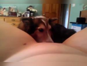 Bestiality video with a dog