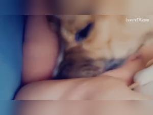 Bestiality sex video: dog and woman