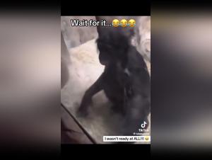 Emotion canine sur alyzoo