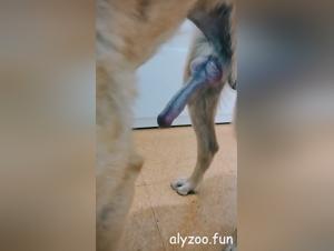 Verschwimmende Grenzen :  Das Erkunden des Hundefetischs