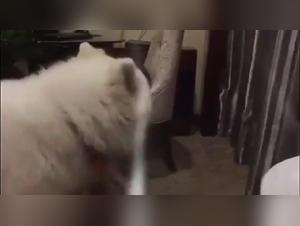 Forbidden scene of bestial sex: a woman and her dog