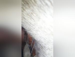 frau und hund im action