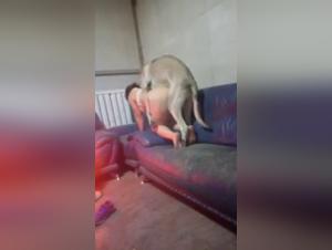 dogsexporn explored ethically