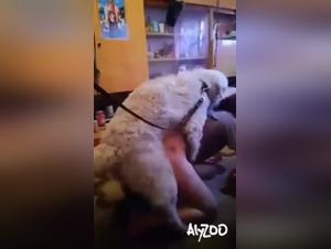 Ein wahrer Porno-Zaustich fur Hunde-Ehefrauen