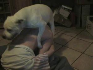 Extreme fun times with dogs