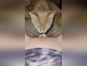 Sex video with animals: curious cat and young girl