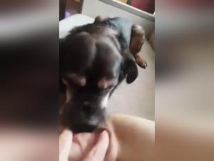 Canine domination, Polish animal and teen pleasure