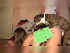 Sex video with a dog: a Russian woman subjected to an animal