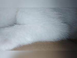 Bestiality sex video with woman and dog