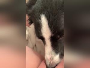 Bestial and Extreme Video