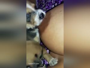 Intense breastfeeding moments with dogs in our bestiality sex videos