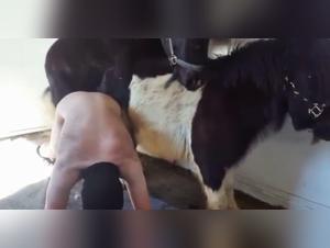 Lassen Sie uns die Grenzen des Verlangens untersuchen: Animalumarmungen