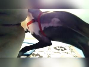Extreme Bestial Acts with a Dog
