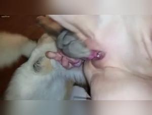 Bestiality Video - An Extreme Experience