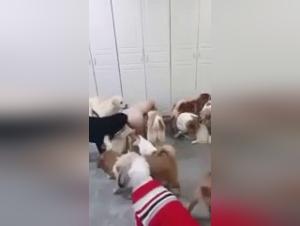 wild orgasms with dogs, explore the limits