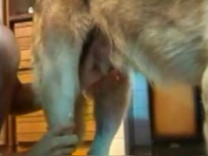 Une Expérience Sexuelle Bestiale et Extrême