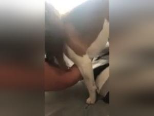 Bestiality sex video: a woman and two dogs in an extreme threesome