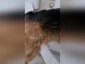 Dogging crudo: alla ragazza piace l'assalto canino