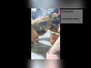 Extreme sex video with Chinese woman and dogs