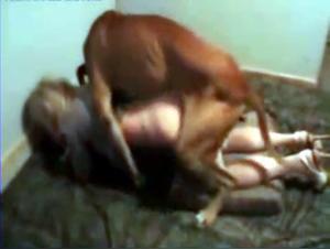 Sex videos with dogs: discover extreme zoophilia
