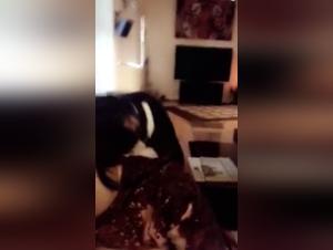 Discover canine love in this beastly video