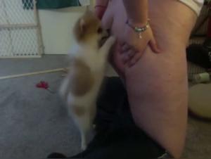 Discover the World of Bestiality and Zoophilia