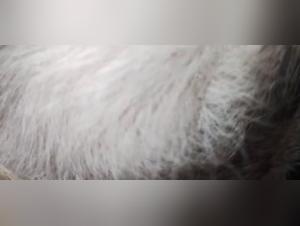 A steamy romance between a housewife and her dog