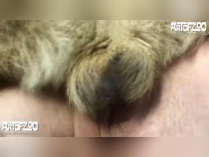 Bestiality videos: Intense moments with bitches and passionate masters