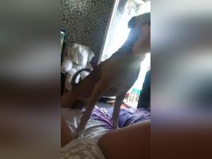 Discover the forbidden pleasures of animal porn