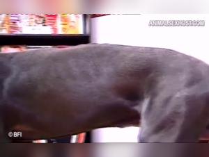 Sex with a dog: an intense and hard experience