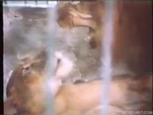 Interaction with animals in a zoo