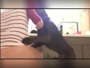 Knot, submission and bestial sex in action
