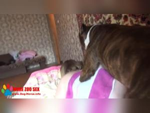 Intense and extreme moments of sex with dogs