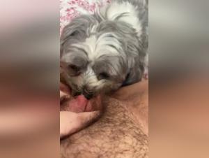 dog sex videos bestiality