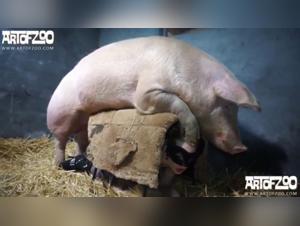 An extreme zoophilia video with Yasmin