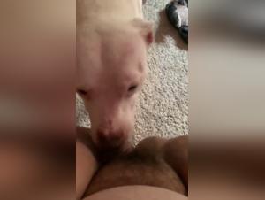 Witness the Taboo World of Bestiality and Zoophilia